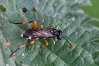 Macrophya rufipes