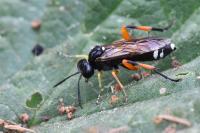 Macrophya rufipes