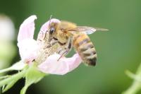 Apis mellifera