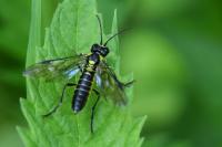 Tenthredo mesomela