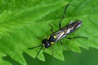 Tenthredo mesomela