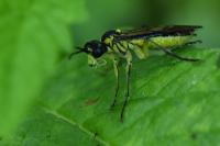 Tenthredo mesomela