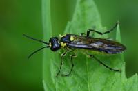 Tenthredo mesomela