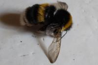 Bombus terrestris/lucorum