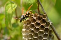 Polistes dominula