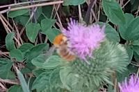 Bombus terrestris