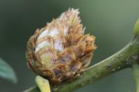 Andricus fecundatrix