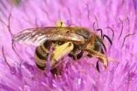 Halictus scabiosae