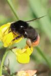 Bombus lapidarius
