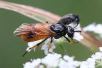 Arge melanochra