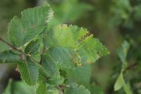 Aproceros leucopoda