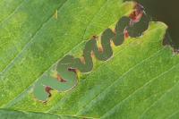 Aproceros leucopoda