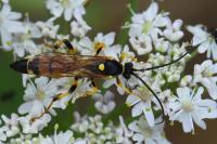 Ichneumon xanthorius