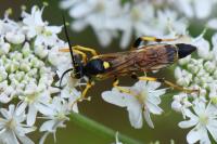 Ichneumon xanthorius