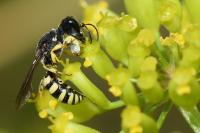 Lestica clypeata
