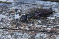 Sapygina decemguttata
