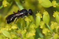 Tiphia femorata