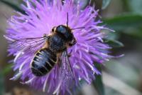 Lithurgus cornutus
