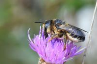 Lithurgus cornutus