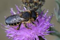 Lithurgus cornutus