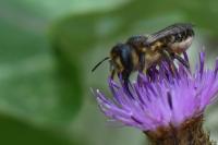 Lithurgus cornutus