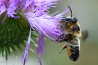 Megachile versicolor