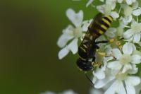 Ectemnius lituratus