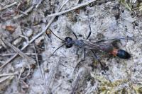 Ammophila sabulosa