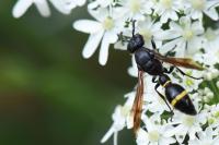Discoelius zonalis