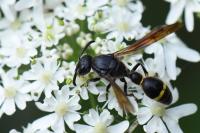 Discoelius zonalis