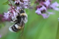 Bombus