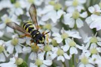 Cerceris quinquefasciata