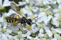 Cerceris quinquefasciata
