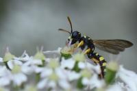 Cerceris quinquefasciata