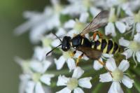 Cerceris quinquefasciata