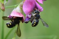 Anthidium septemspinosum