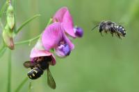 Anthidium septemspinosum