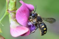 Anthidium septemspinosum