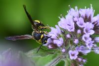 Eumenes coronatus