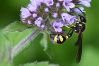 Eumenes coronatus