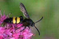 Scolia hirta