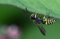 Cerceris quadricincta