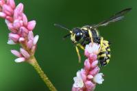Cerceris quadricincta