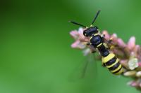 Cerceris quadricincta