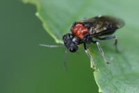 Eriocampa ovata