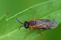 Selandria serva