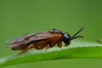 Selandria serva