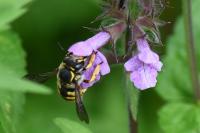 Anthidium manicatum