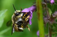 Anthidium manicatum