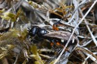 Cryptocheilus versicolor